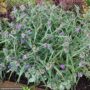 Spiderwort (Tradescantia) Concord Grape mature plant